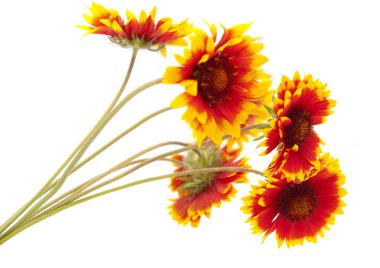 Gaillardia çiçek