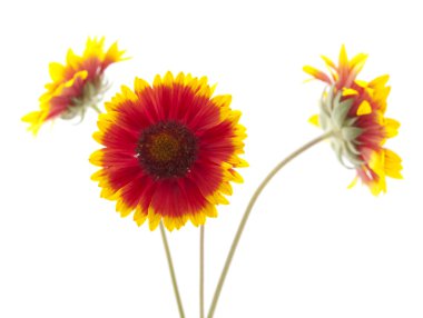 Gaillardia flower clipart