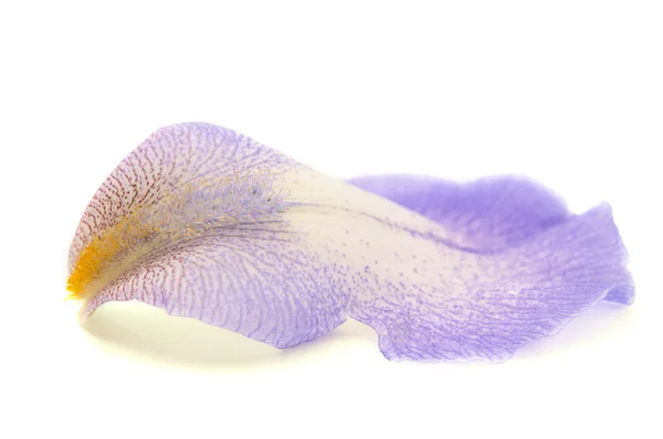 Květina Kosatec — Stockfoto