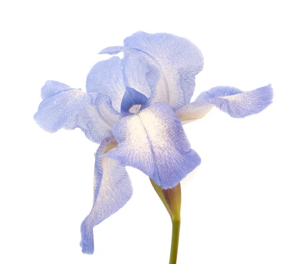 Цветок Ирис — стоковое фото