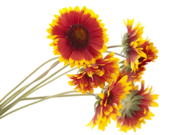 Gaillardia fiore — Foto Stock