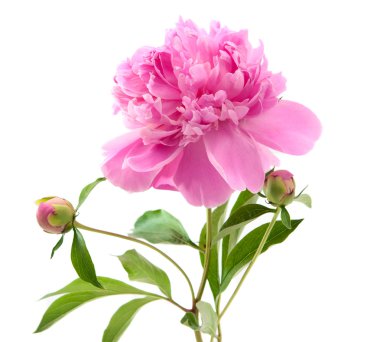 Pink peony clipart