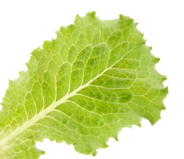 Lettuce leaves clipart