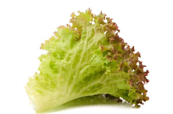 Frunzele de salată — Fotografie, imagine de stoc