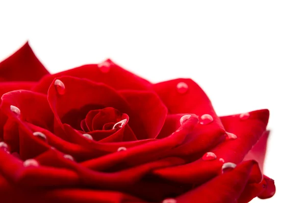 Rosa roja oscura con gotas — Foto de Stock