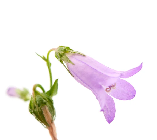 Blumenwiesenglocke — Stockfoto