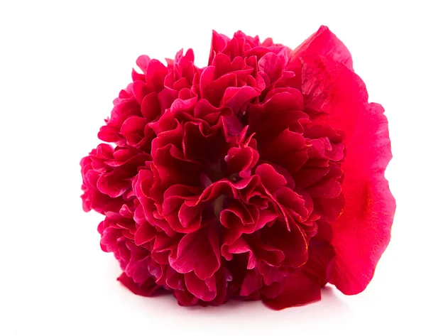 Mallow kwiaty czerwone — Zdjęcie stockowe