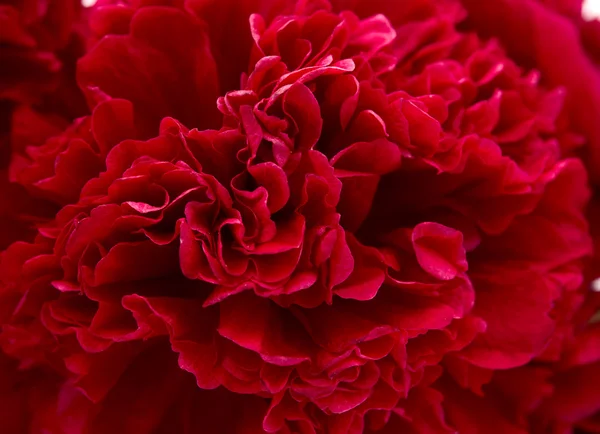 Mallow çiçek kırmızı — Stok fotoğraf