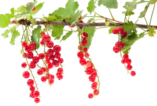 Red currants — Stock Photo, Image