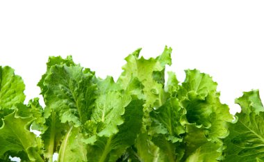 Lettuce leaves clipart