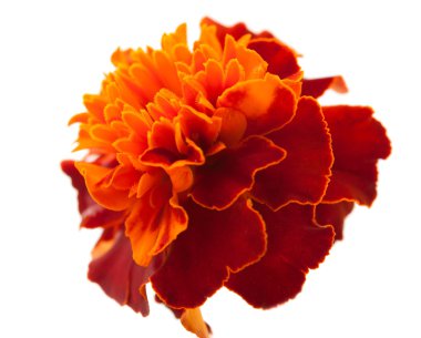 Marigold çiçek