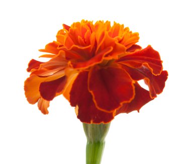 Marigold çiçek