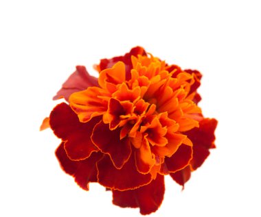 Marigold çiçek