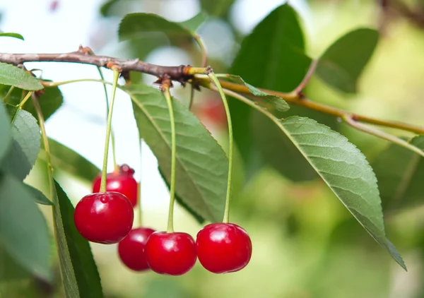 stock image Cherries