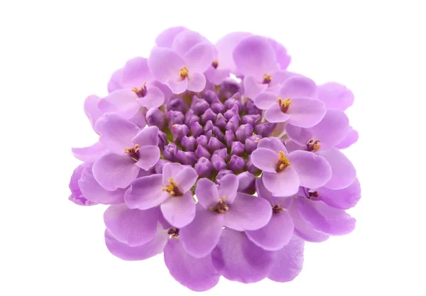 stock image Purple flowers