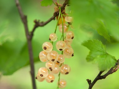 White currant clipart