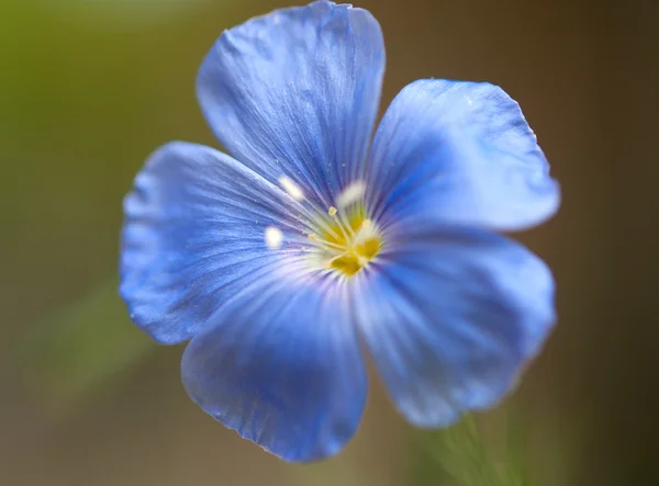 Flax flower — Stock Photo, Image