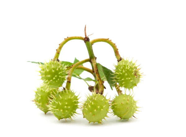 stock image Chestnut fruits