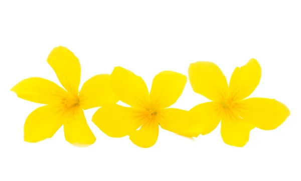 घास पीला फूल — स्टॉक फ़ोटो, इमेज