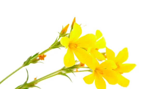 Ängen gul blomma — Stockfoto