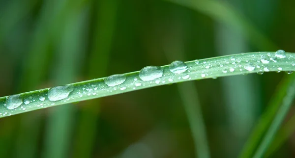 Роса на зеленій траві — стокове фото