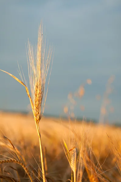 stock image Wheat