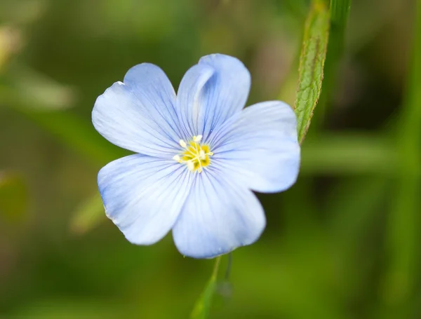Flax flower — Stock Photo, Image