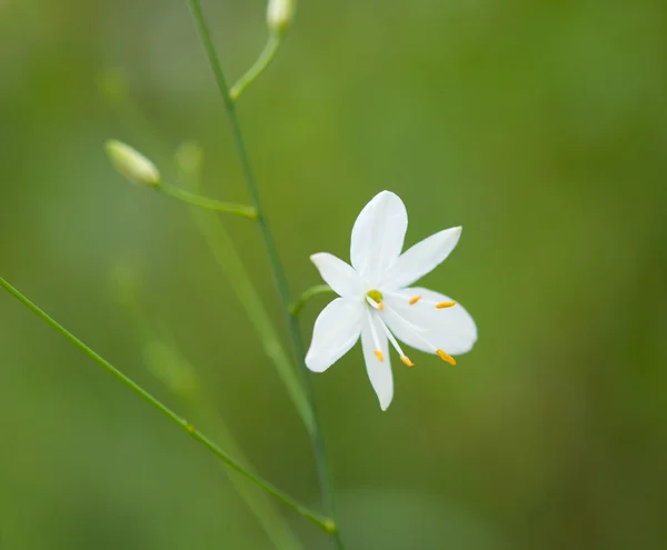 Pequeña flor blanca —  Fotos de Stock