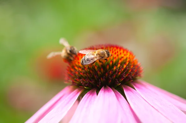 Arı ile Ekinezya çiçek — Stok fotoğraf