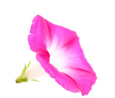 Bindweed flower clipart