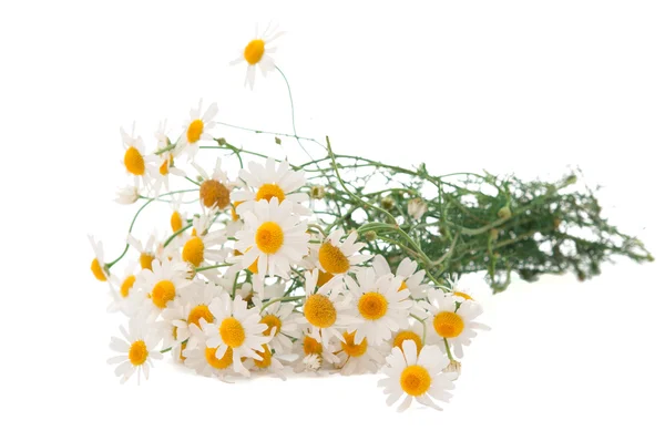 Medical daisy — Stock Photo, Image