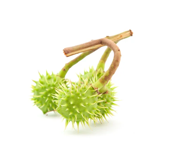 stock image Chestnut fruits