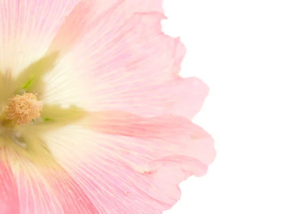 Мальви квітка — стокове фото