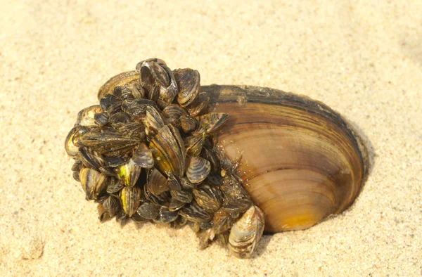 stock image Mussels