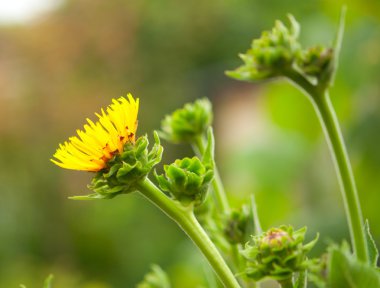 Inula helenium growing clipart