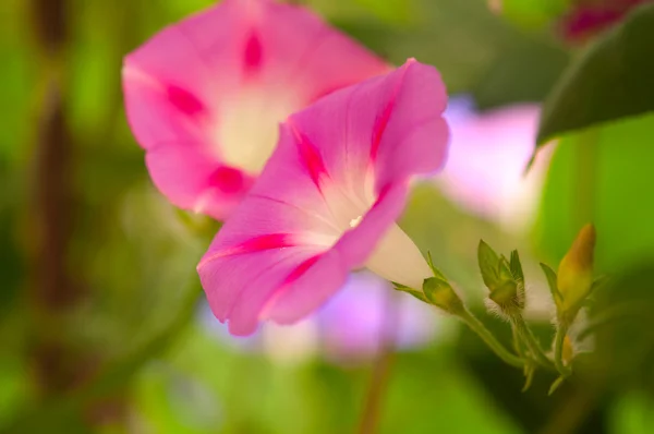 Květ svlačec — Stock fotografie