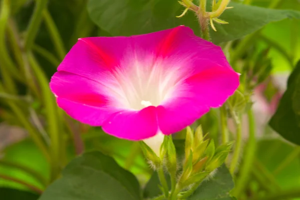 Flor de bindweed — Fotografia de Stock