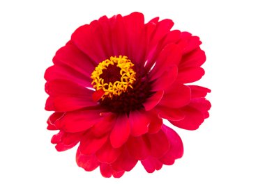 Zinnia çiçeği