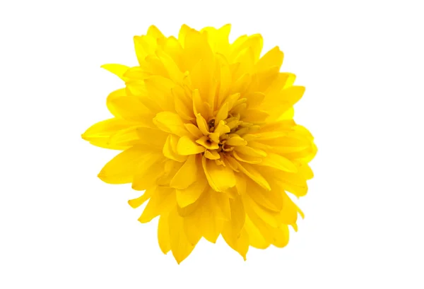 Yellow chrysanthemumх