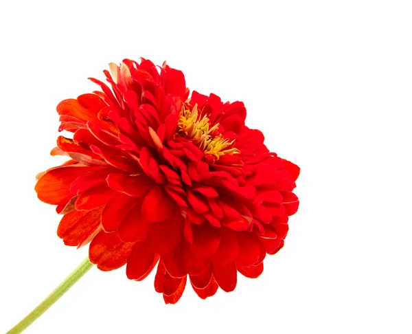 Zinnia çiçeği — Stok fotoğraf