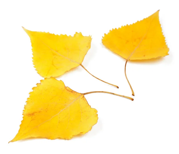 Φύλλα λεύκας κίτρινο — Φωτογραφία Αρχείου