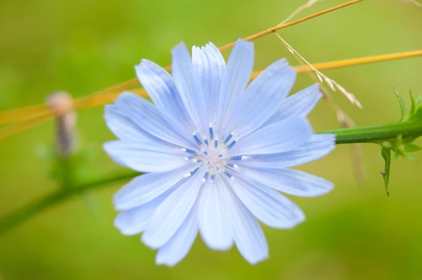 Cornflower blue — Stock Photo, Image