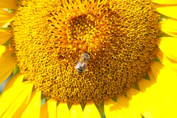Small bee on a big sunflower — Stock Photo, Image