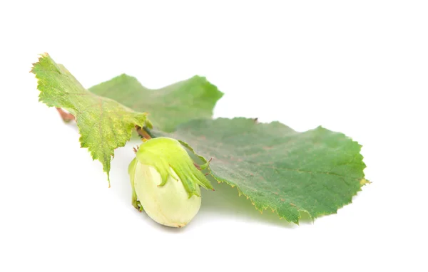 Green hazel nut — Stock Photo, Image