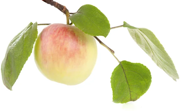 Manzana con hojas —  Fotos de Stock