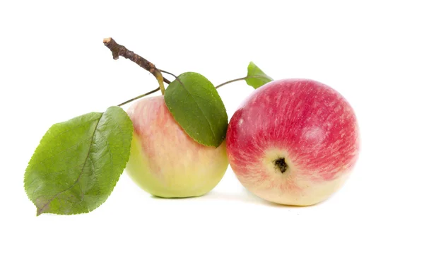 Apple with leaves — Stock Photo, Image