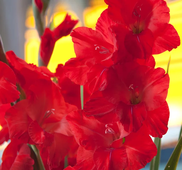 Цветочные красные гладиолусы — стоковое фото