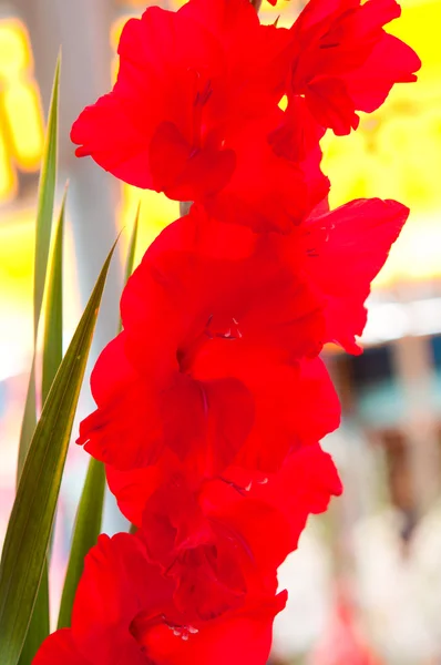 Gladiole fleur rouge — Photo