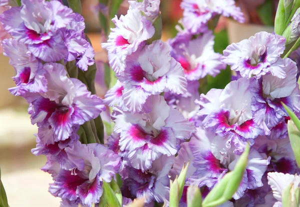 Flower gladiolus — Stock Photo, Image