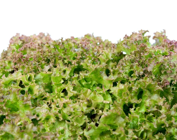Folhas de alface encaracoladas — Fotografia de Stock